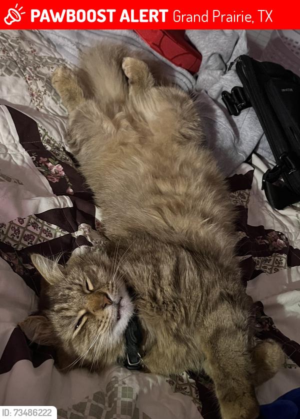 Lost Male Cat last seen Near cypress dr, Grand Prairie, TX 75050