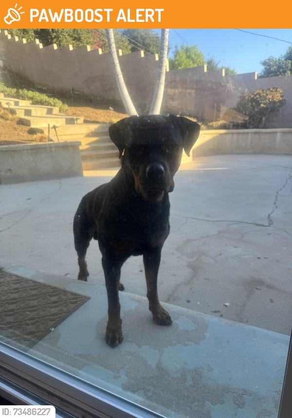 Found/Stray Male Dog last seen Palm Ave & 7th Street, Hacienda Heights, CA 91745