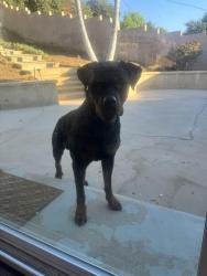 Found/Stray Male Dog last seen Palm Ave & 7th Street, Hacienda Heights, CA 91745