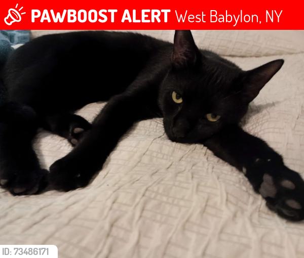Lost Male Cat last seen Athens Ct., Great East Neck Road, West Babylon, NY 11704