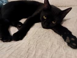 Lost Male Cat last seen Athens Ct., Great East Neck Road, West Babylon, NY 11704