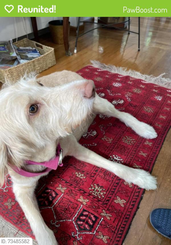 Reunited Female Dog last seen oakwood, Huntington, NY 11743