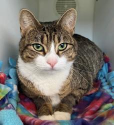 Shelter Stray Female Cat last seen Fort Hamilton Parkway, BROOKLYN, NY, 11219, 3139 Veterans Rd W, Staten Island, NY 10309, USA