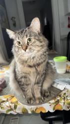 Lost Female Cat last seen Devon st, Brantford, ON N3R 1M4