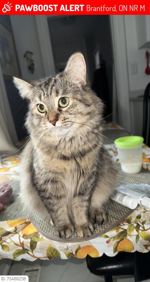 Lost Female Cat last seen Devon st, Brantford, ON N3R 1M4