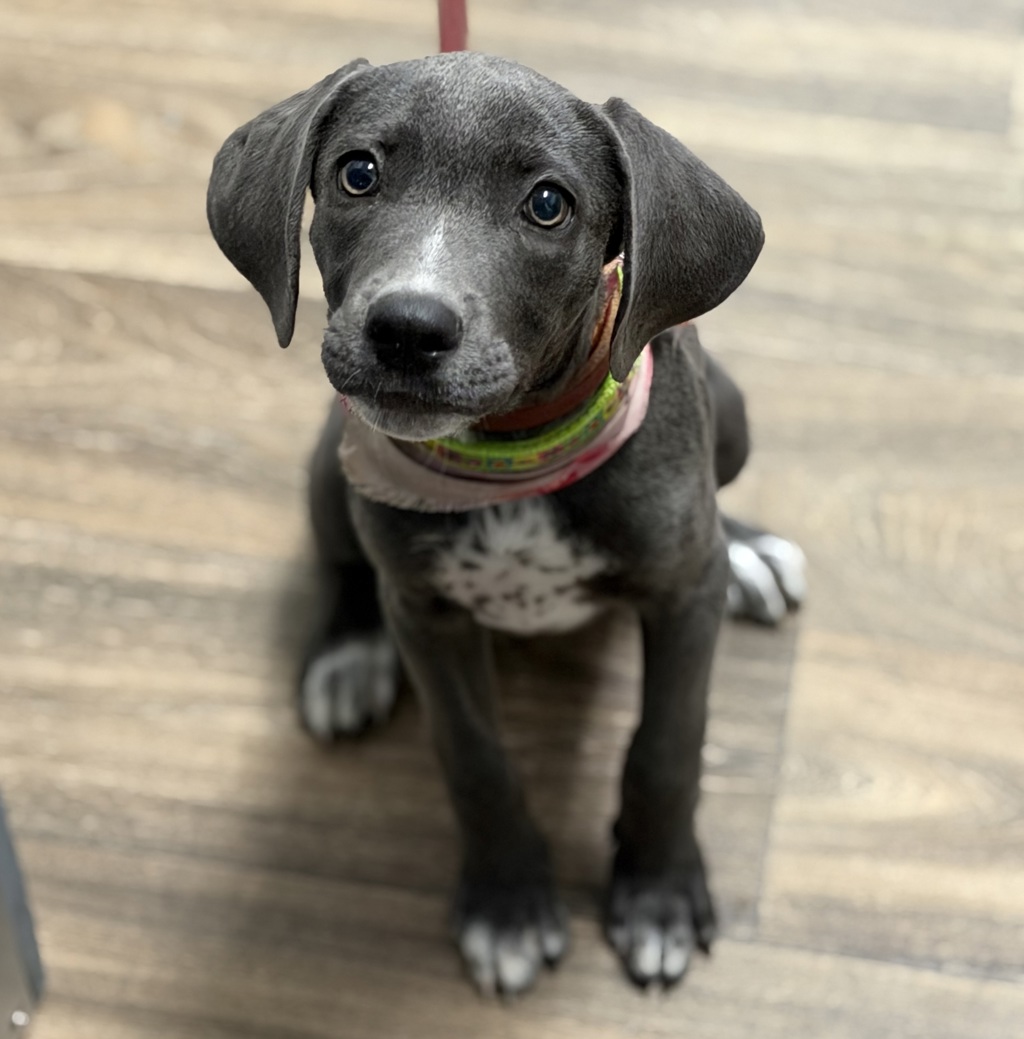 Shelter Stray Female Dog last seen 5th Avenue, San Diego, CA, 92101, 5500 Gaines St, San Diego, CA 92110, USA