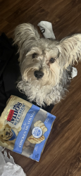 Reunited Male Dog last seen Sky view park, Pinellas Park, FL 33782