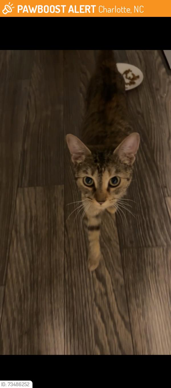 Found/Stray Female Cat last seen Harlowe apmts, Charlotte, NC 28273