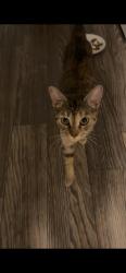 Found/Stray Female Cat last seen Harlowe apmts, Charlotte, NC 28273