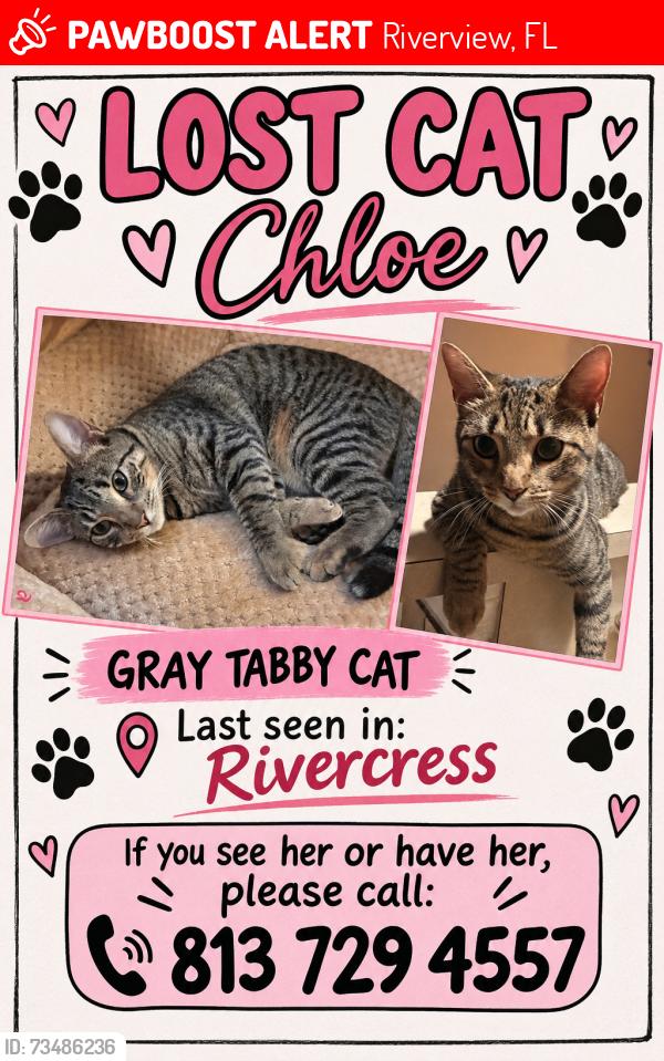 Lost Female Cat last seen Riverview, Riverview, FL 33578