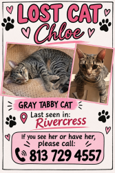 Lost Female Cat last seen Riverview, Riverview, FL 33578