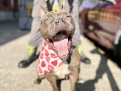 Shelter Stray Female Dog last seen Aldus Street, BRONX, NY, 10459, 326 E 110th St, New York, NY 10029, USA