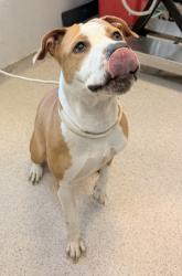 Shelter Stray Female Dog last seen Near Madison Avenue, NEW YORK, NY, 10029, 326 E 110th St, New York, NY 10029, USA