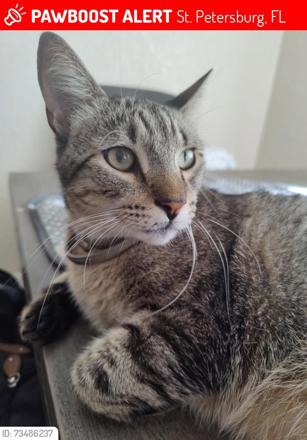 Lost Male Cat last seen 9th Ave N and 40th St, St. Petersburg, FL 33713