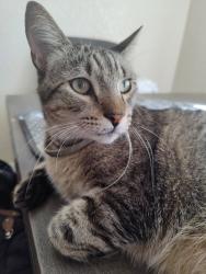 Lost Male Cat last seen 9th Ave N and 40th St, St. Petersburg, FL 33713