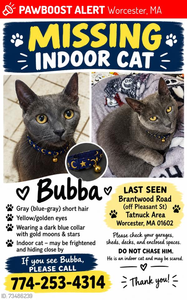Lost Male Cat last seen Pleasant St/Chandler Street, Worcester, MA 01602