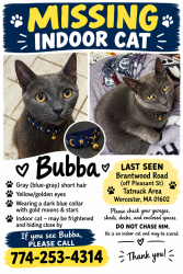 Lost Male Cat last seen Pleasant St/Chandler Street, Worcester, MA 01602