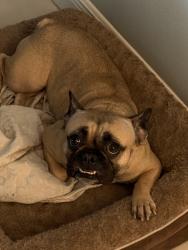 Reunited Female Dog last seen Near Hearthstone Ct, Tampa, FL 33615, USA, Tampa, FL 33615