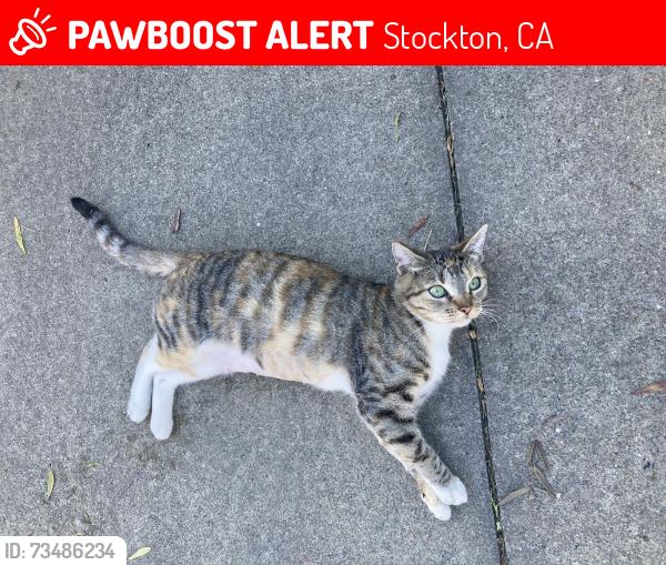 Lost Female Cat last seen Village Green Drive and E. Swain Road, Stockton, CA 95210