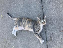 Lost Female Cat last seen Village Green Drive and E. Swain Road, Stockton, CA 95210