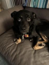 Reunited Female Dog last seen Treetop View Lane andIvory Bluff Trail, Ivory Hills, NC 27539