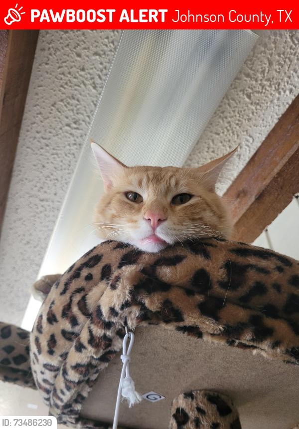 Lost Male Cat last seen County road, right side of railroad tracks, Cleburne, TX 76031