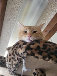 Lost Male Cat last seen County road, right side of railroad tracks, Cleburne, TX 76031