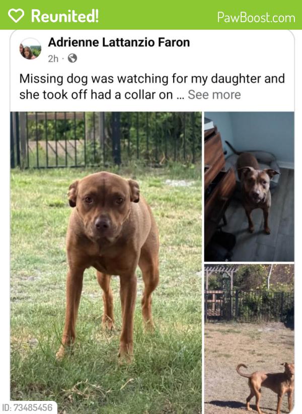 Reunited Female Dog last seen Hill st and saddle brook, DeLand, FL 32724