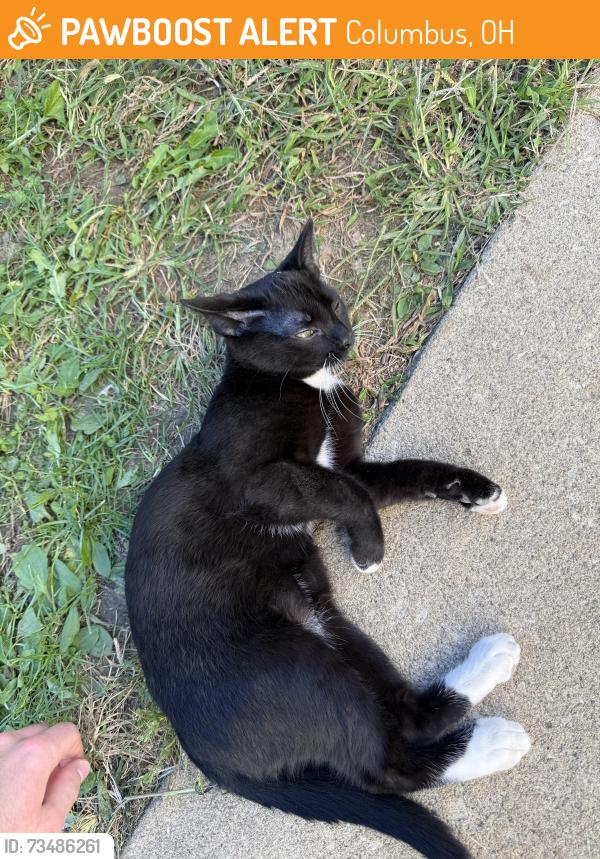 Found/Stray Male Cat last seen Hilltonia Parj, Columbus, OH 43204