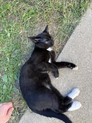 Found/Stray Male Cat last seen Hilltonia Parj, Columbus, OH 43204