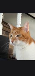 Lost Male Cat last seen Mount stephen and canvas, Santa Clarita, CA 91387