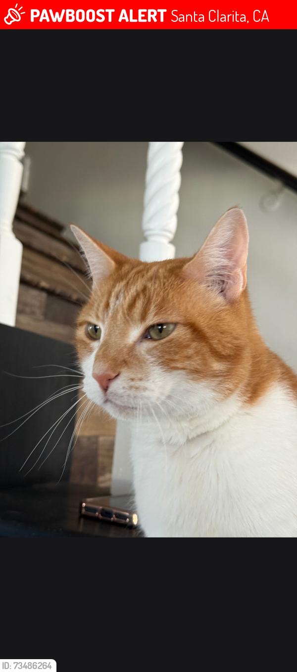 Lost Male Cat last seen Mount stephen and canvas, Santa Clarita, CA 91387