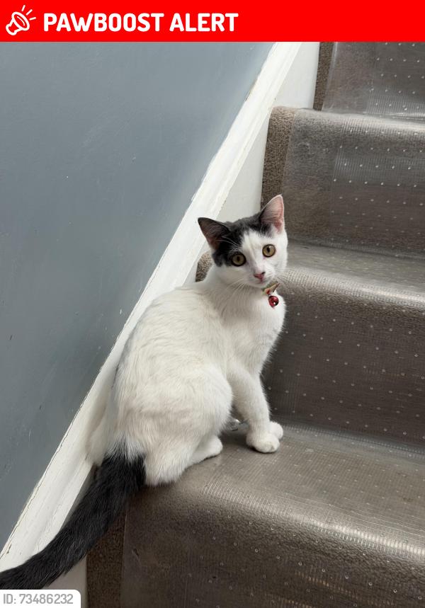Lost Female Cat last seen SE17, Greater London, England SE17 2FX