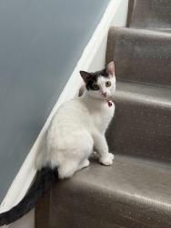 Lost Female Cat last seen SE17, Greater London, England SE17 2FX