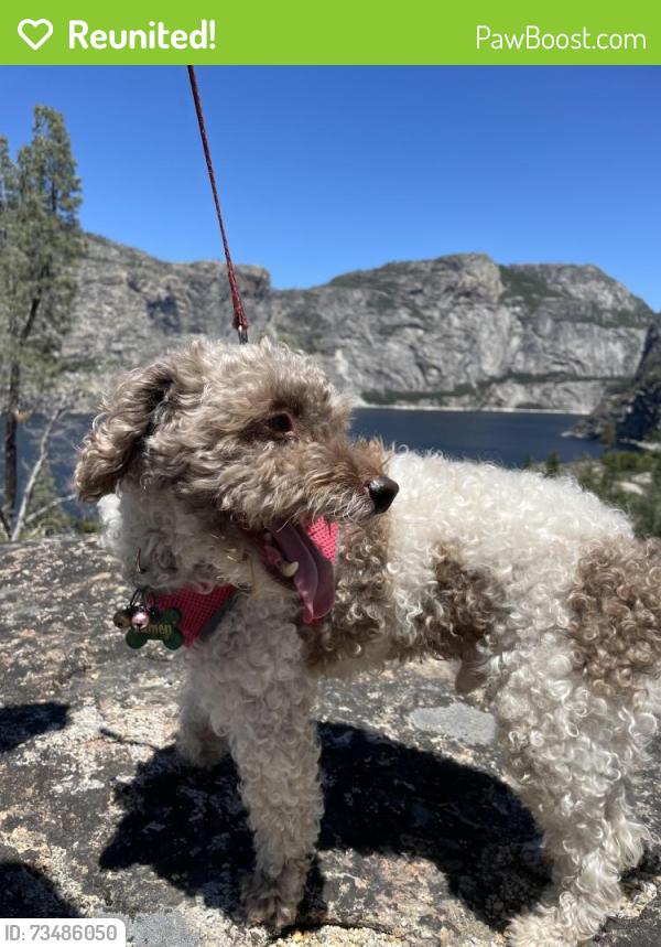 Reunited Male Dog last seen Via Sonata, close to KIPP, San Lorenzo, CA 94580