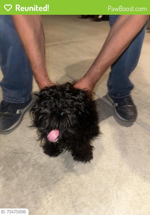 Reunited Male Dog last seen Next to black arroyo park, Albuquerque, NM 87114