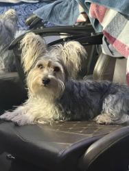 Reunited Male Dog last seen Skyview park, Pinellas Park, FL 33782