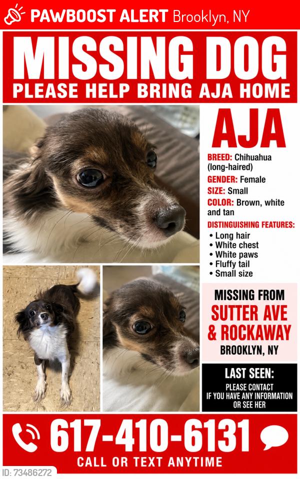 Lost Female Dog last seen Sutter Ave & Rockaway, Brooklyn, NY 11212