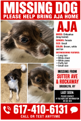 Lost Female Dog last seen Sutter Ave & Rockaway, Brooklyn, NY 11212