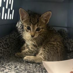 Shelter Stray Male Cat last seen , 328 Furman Hall Rd, Greenville, SC 29609, USA
