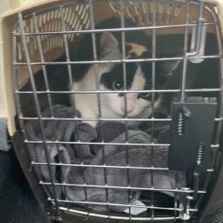 Shelter Stray Male Cat last seen , 980 Guilford College Rd, Greensboro, NC 27409, USA