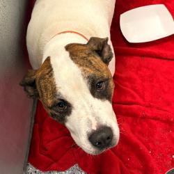 Shelter Stray Male Dog last seen , 328 Furman Hall Rd, Greenville, SC 29609, USA