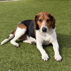 Shelter Stray Male Dog last seen , 244 Georgetown Rd, Jacksonville, NC 28540, USA