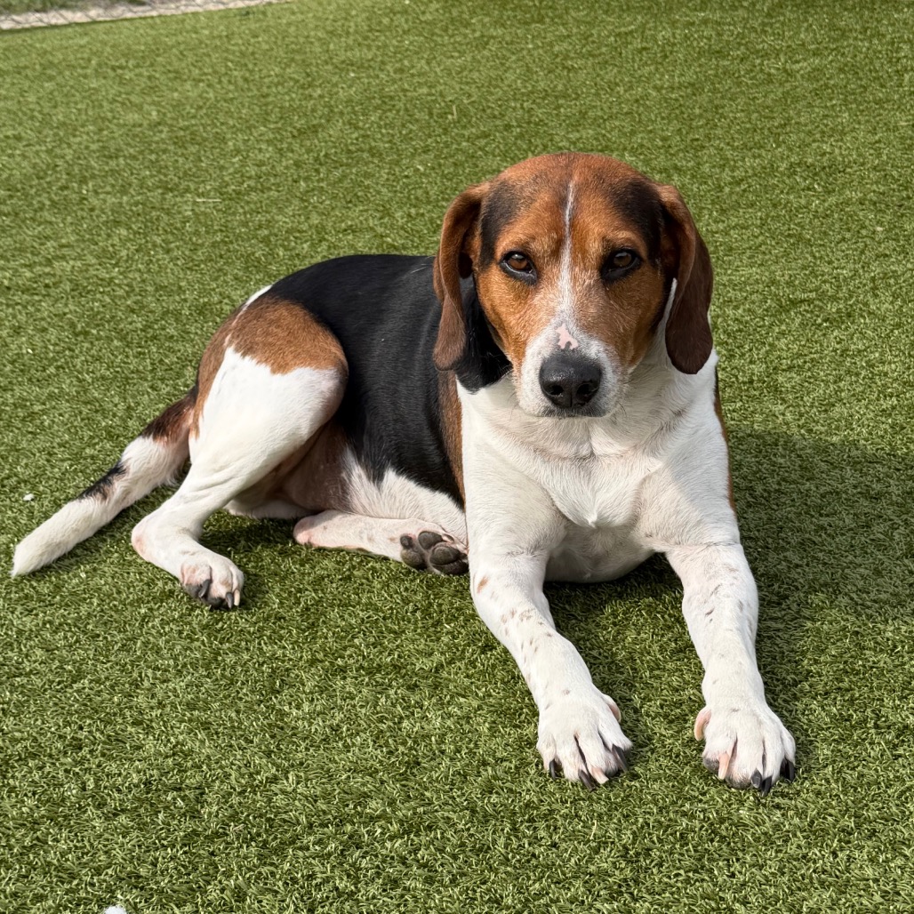 Shelter Stray Male Dog last seen , 244 Georgetown Rd, Jacksonville, NC 28540, USA