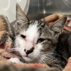 Shelter Stray Male Cat last seen , 4575 E Mesquite Ave, Palm Springs, CA 92264, USA