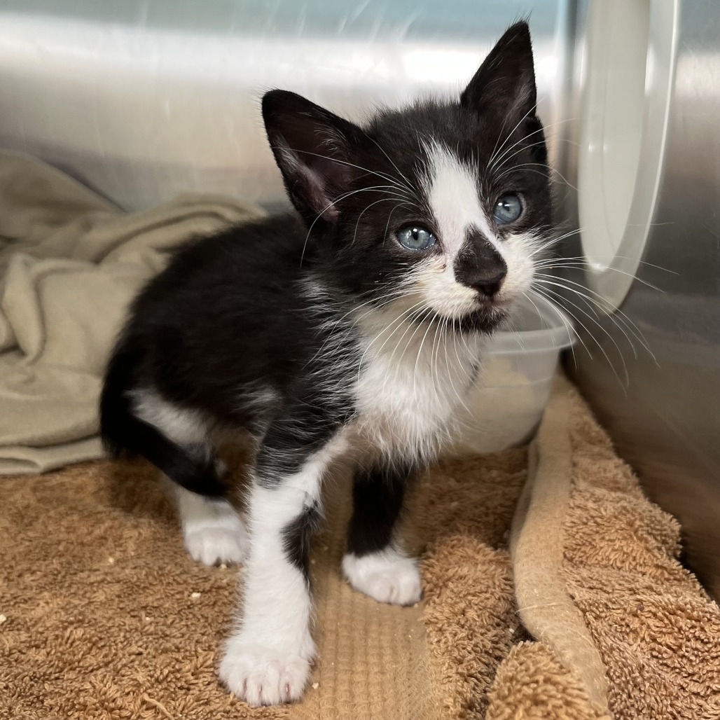 Shelter Stray Male Cat last seen , 4575 E Mesquite Ave, Palm Springs, CA 92264, USA
