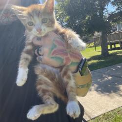 Shelter Stray Male Cat last seen , 3100 Deats Rd, Dickinson, TX 77539, USA