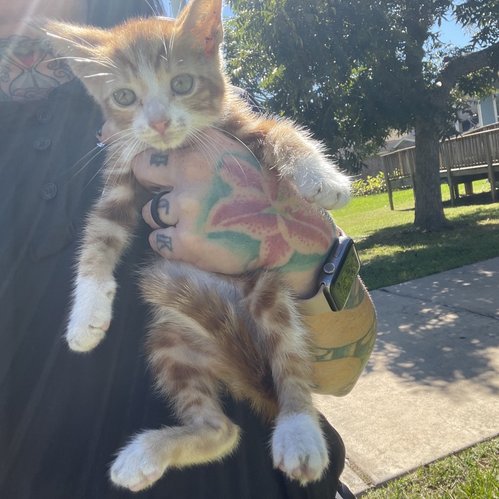 Shelter Stray Male Cat last seen , 3100 Deats Rd, Dickinson, TX 77539, USA