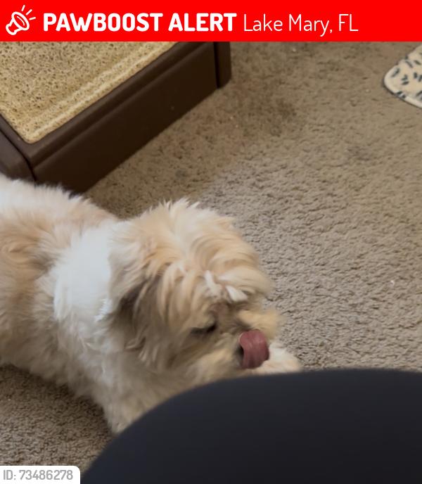 Lost Male Dog last seen MAA Apts, Seminole College, Greenstone;AAA Drive, Lake Mary, FL 32746