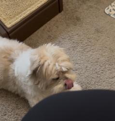 Lost Male Dog last seen MAA Apts, Seminole College, Greenstone;AAA Drive, Lake Mary, FL 32746
